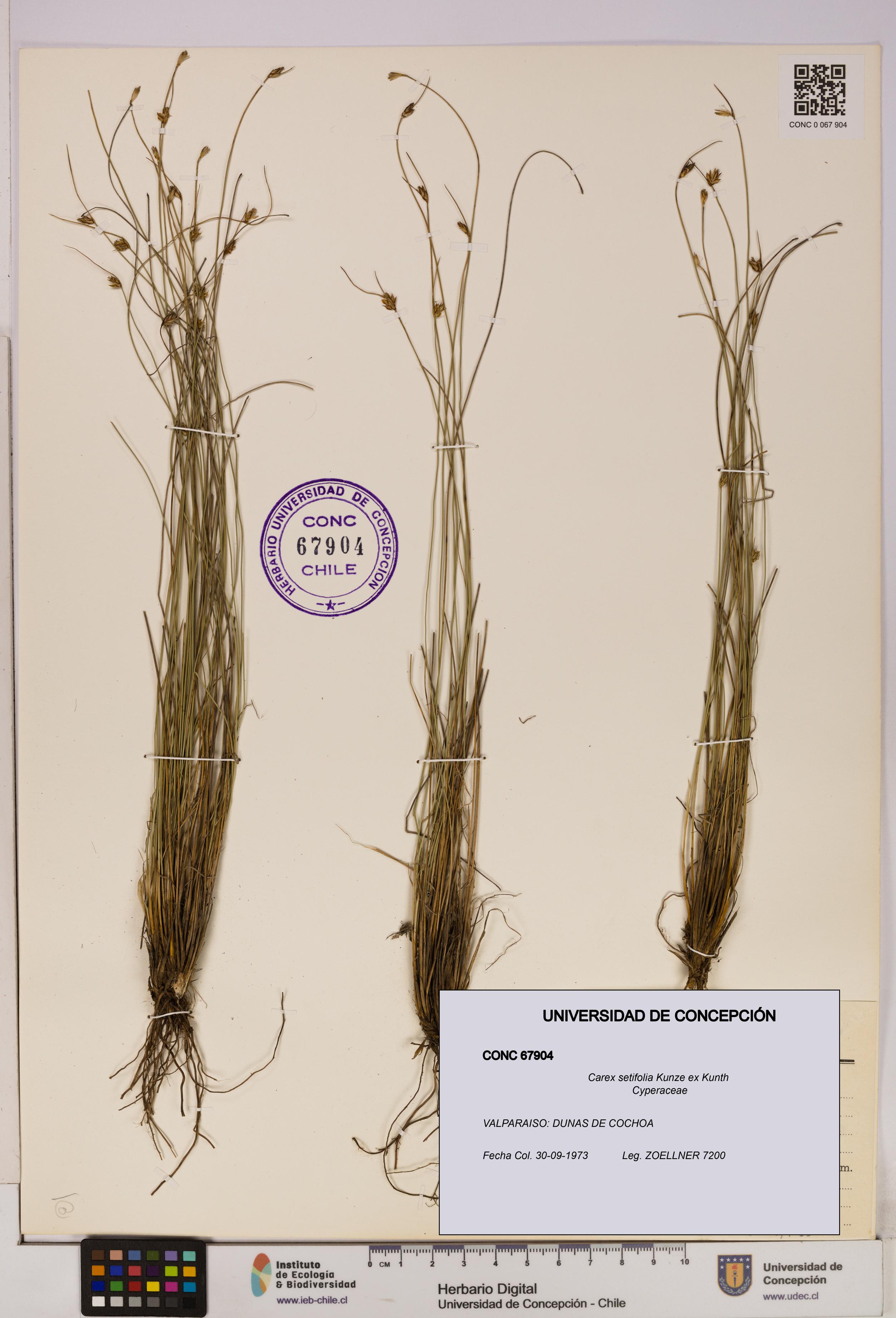 Carex setifolia [Espécimen: UDEC:CONC:0067904]
