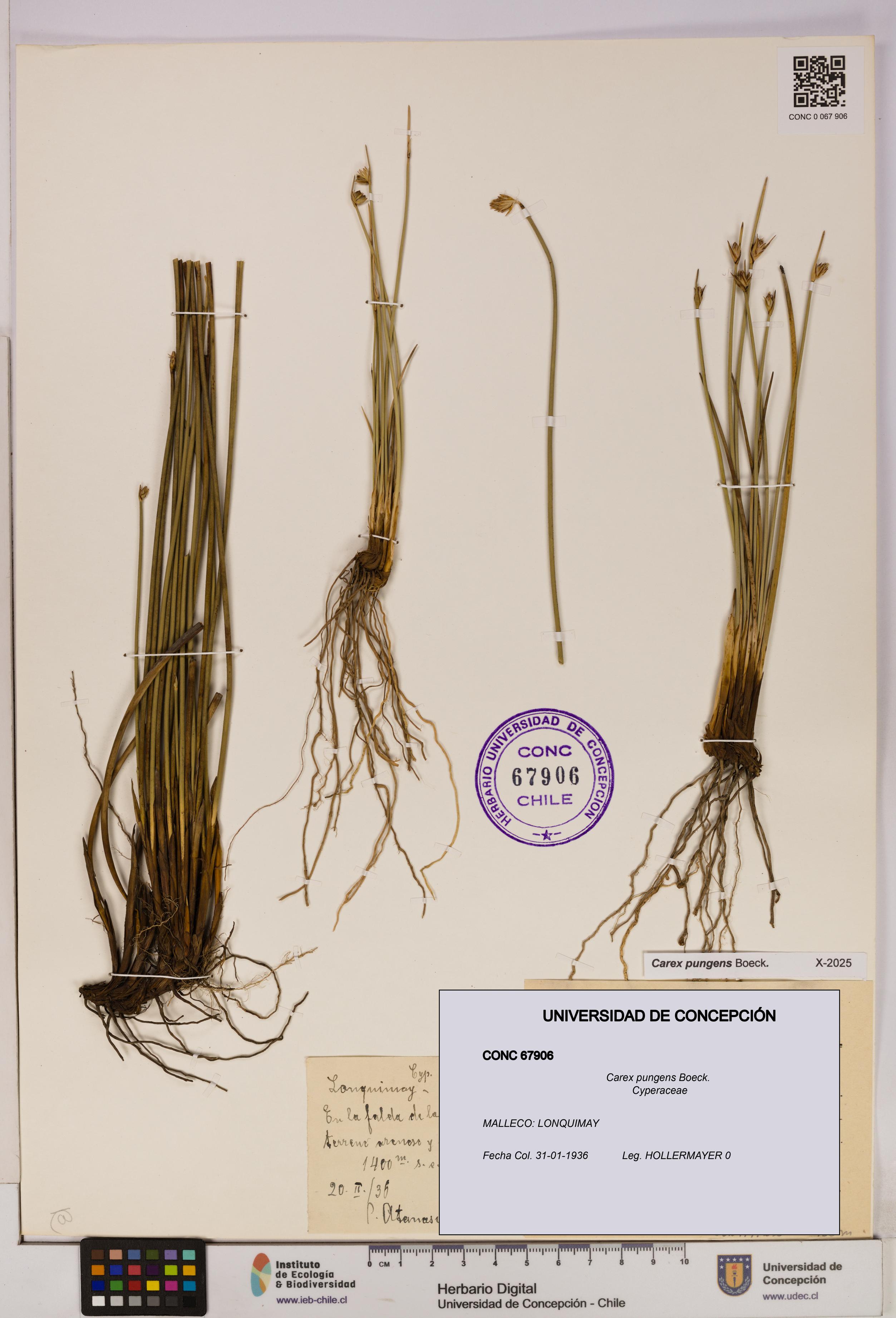 Carex pungens [Espécimen: UDEC:CONC:0067906]