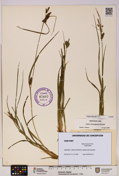Carex fuscula [Espécimen: UDEC:CONC:0067907]