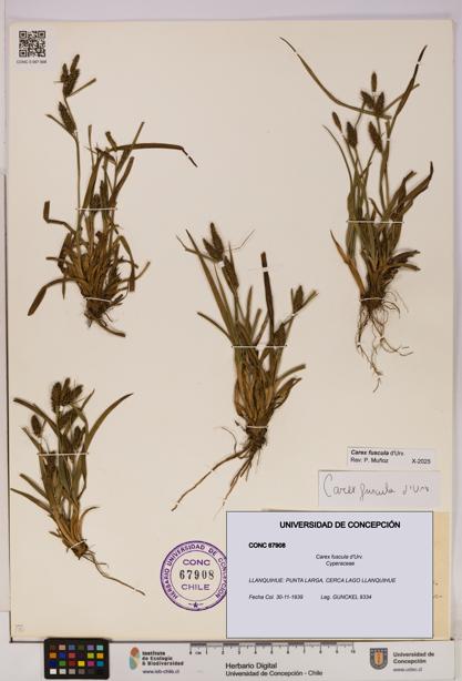 Carex fuscula [Espécimen: UDEC:CONC:0067908]