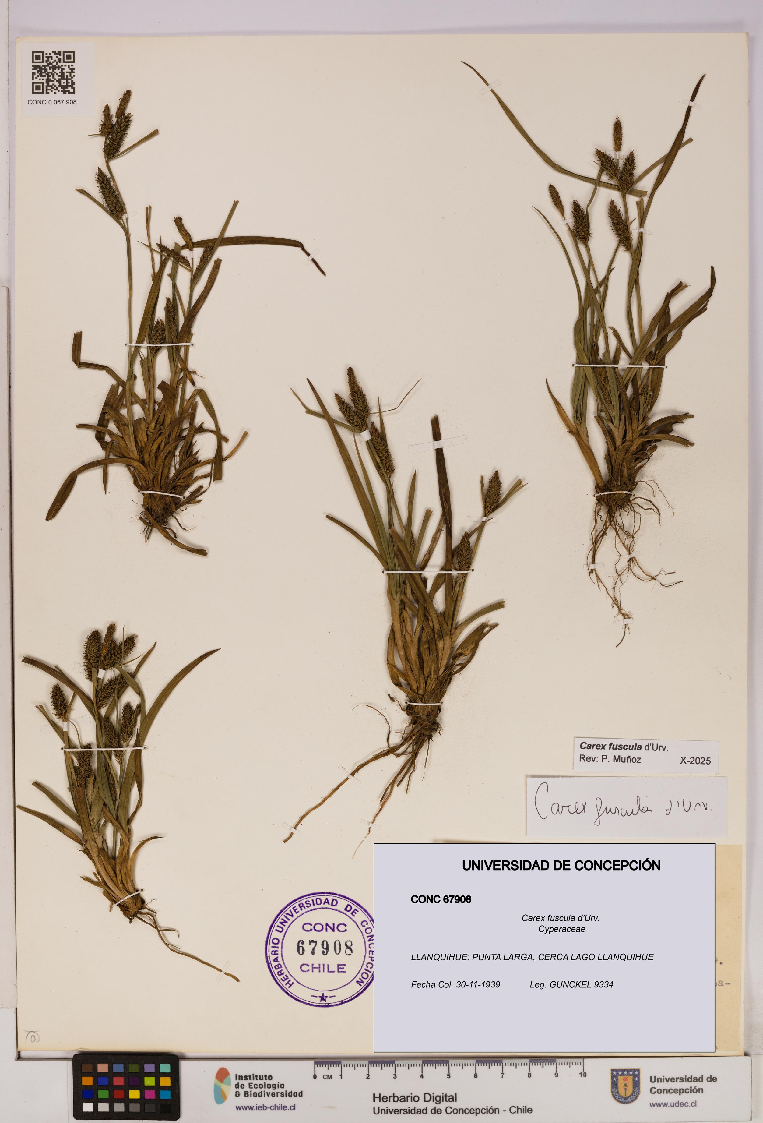 Carex fuscula [Espécimen: UDEC:CONC:0067908]