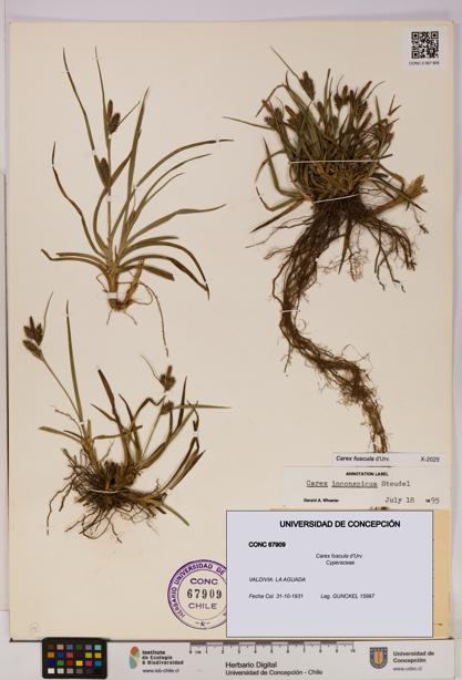 Carex fuscula [Espécimen: UDEC:CONC:0067909]