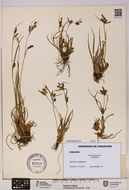 Carex fuscula [Espécimen: UDEC:CONC:0067910]