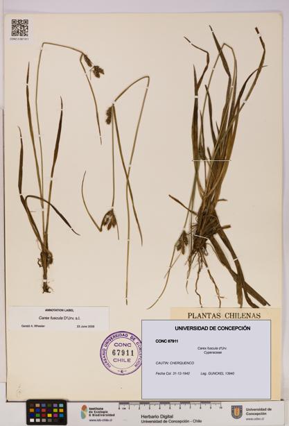 Carex fuscula [Espécimen: UDEC:CONC:0067911]