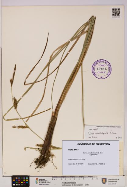 Carex aematorhyncha [Espécimen: UDEC:CONC:0067915]
