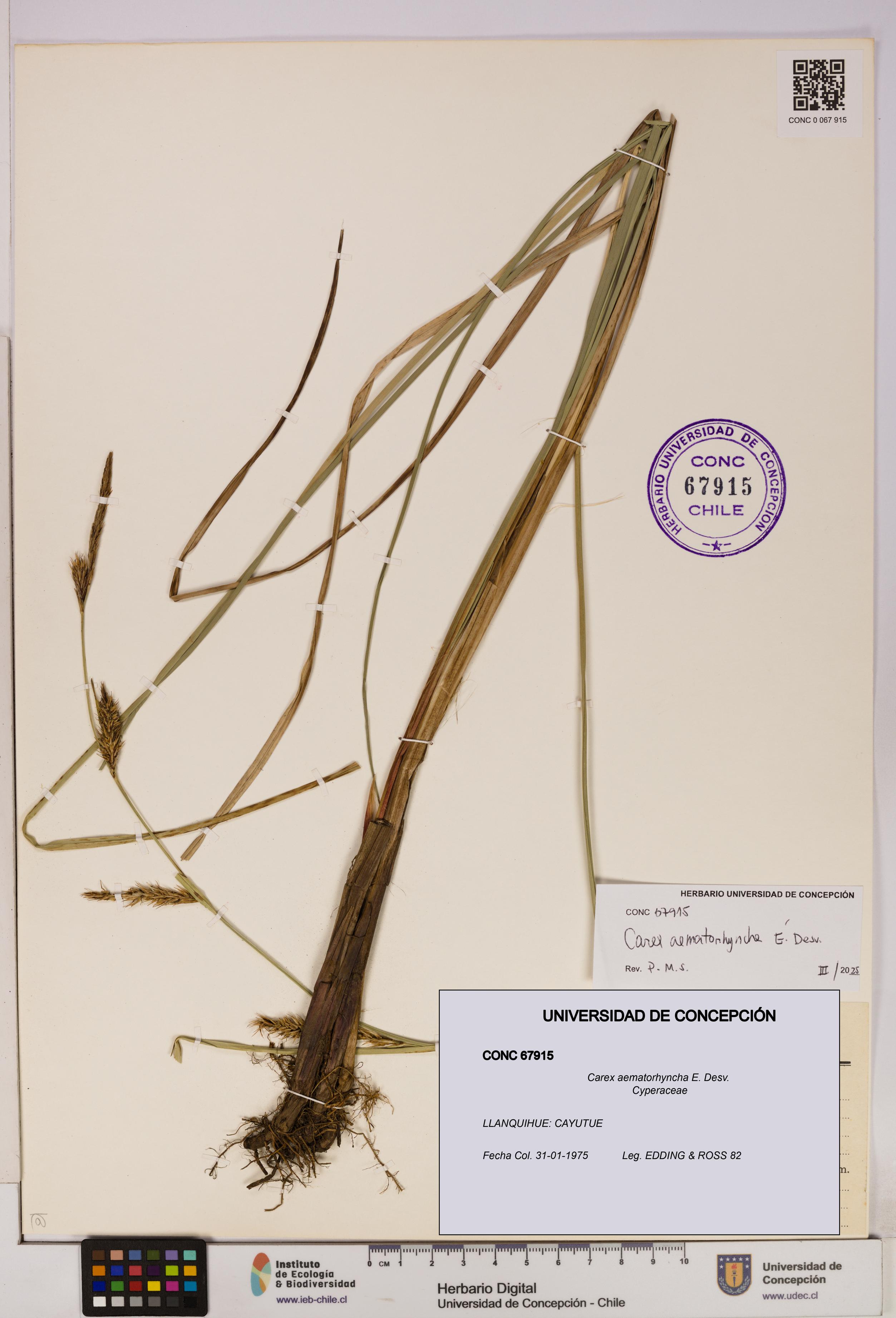 Carex aematorhyncha [Espécimen: UDEC:CONC:0067915]