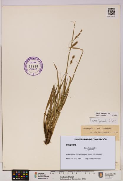 Carex fuscula [Espécimen: UDEC:CONC:0067916]