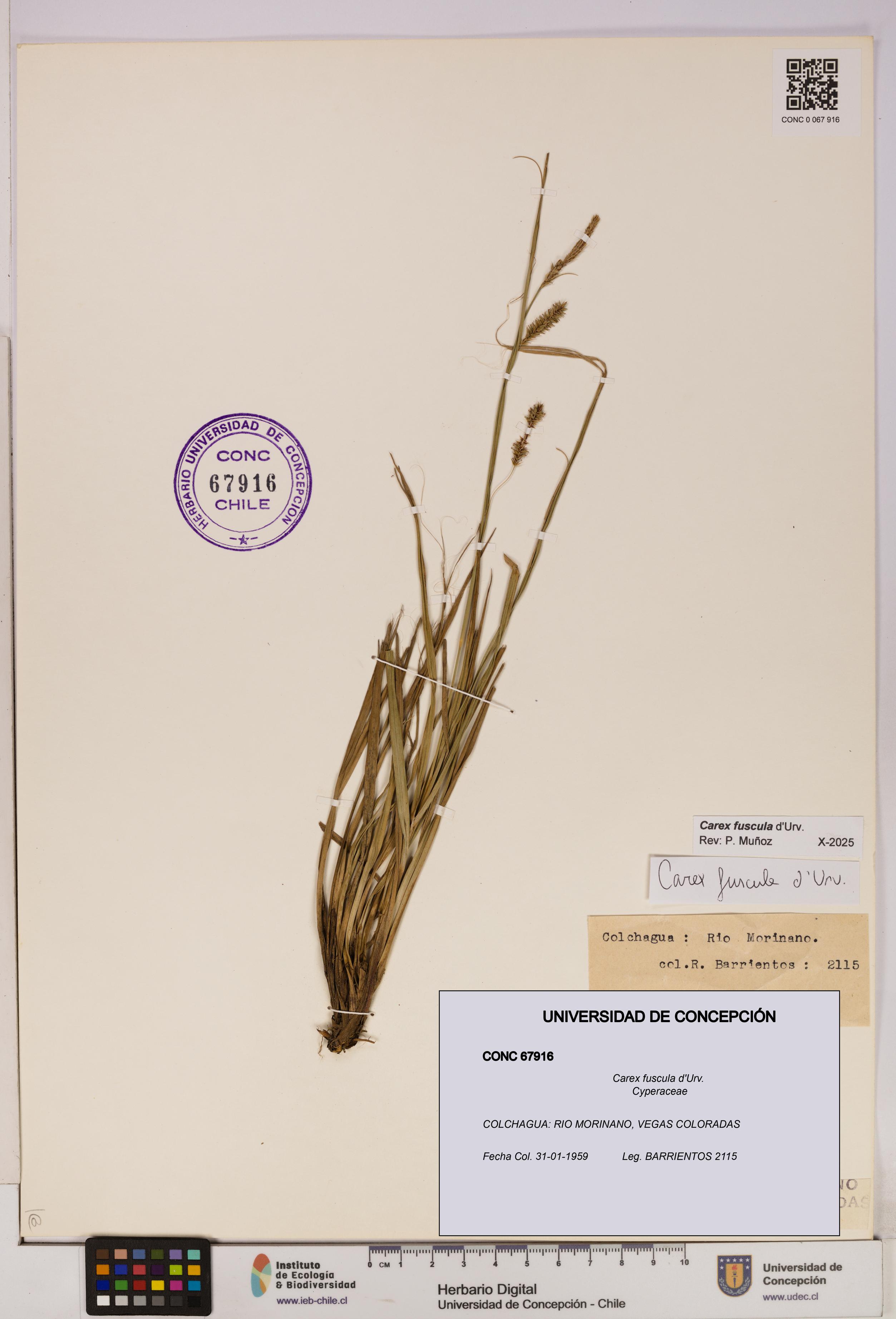 Carex fuscula [Espécimen: UDEC:CONC:0067916]