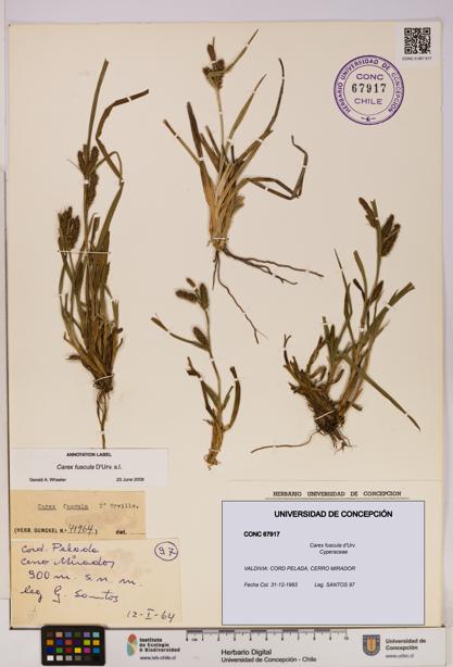 Carex fuscula [Espécimen: UDEC:CONC:0067917]