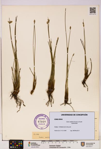 Carex setifolia [Espécimen: UDEC:CONC:0067918]