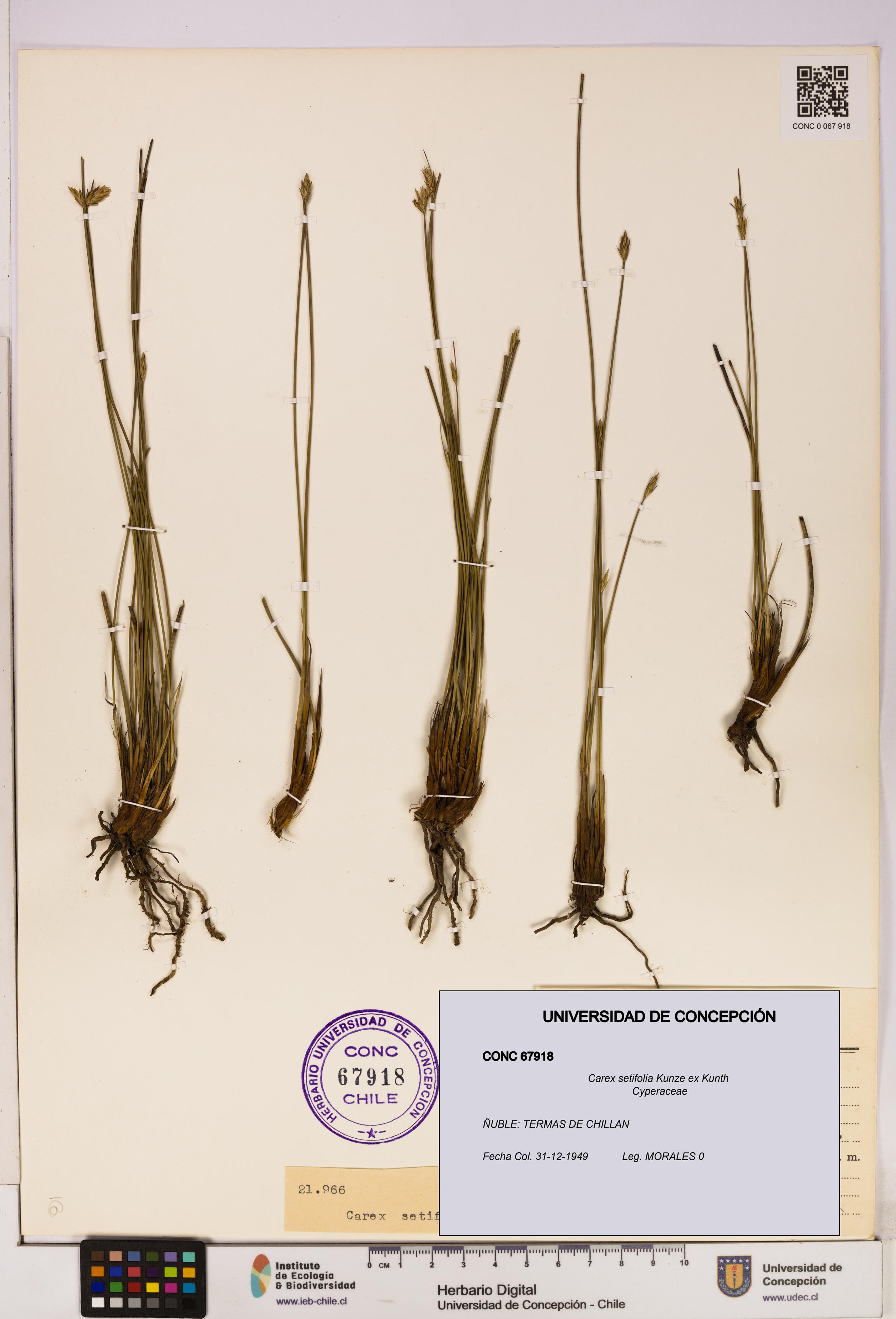 Carex setifolia [Espécimen: UDEC:CONC:0067918]