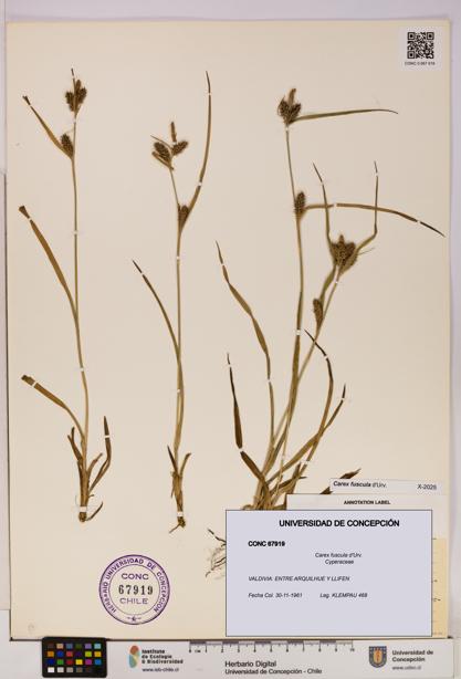 Carex fuscula [Espécimen: UDEC:CONC:0067919]