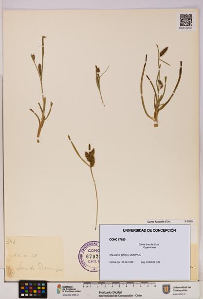 Carex fuscula [Espécimen: UDEC:CONC:0067923]