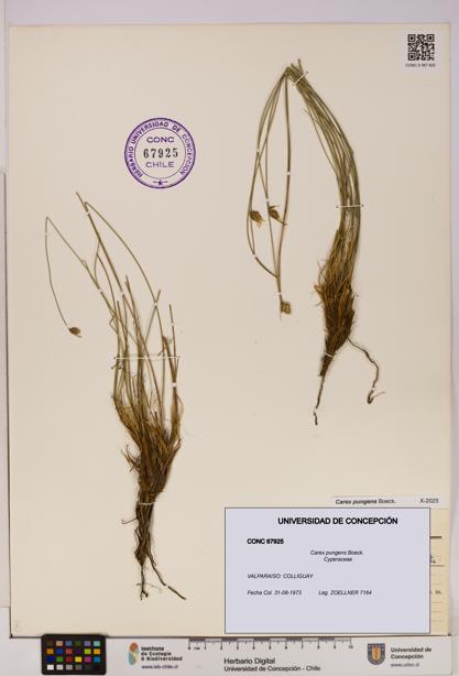 Carex pungens [Espécimen: UDEC:CONC:0067925]