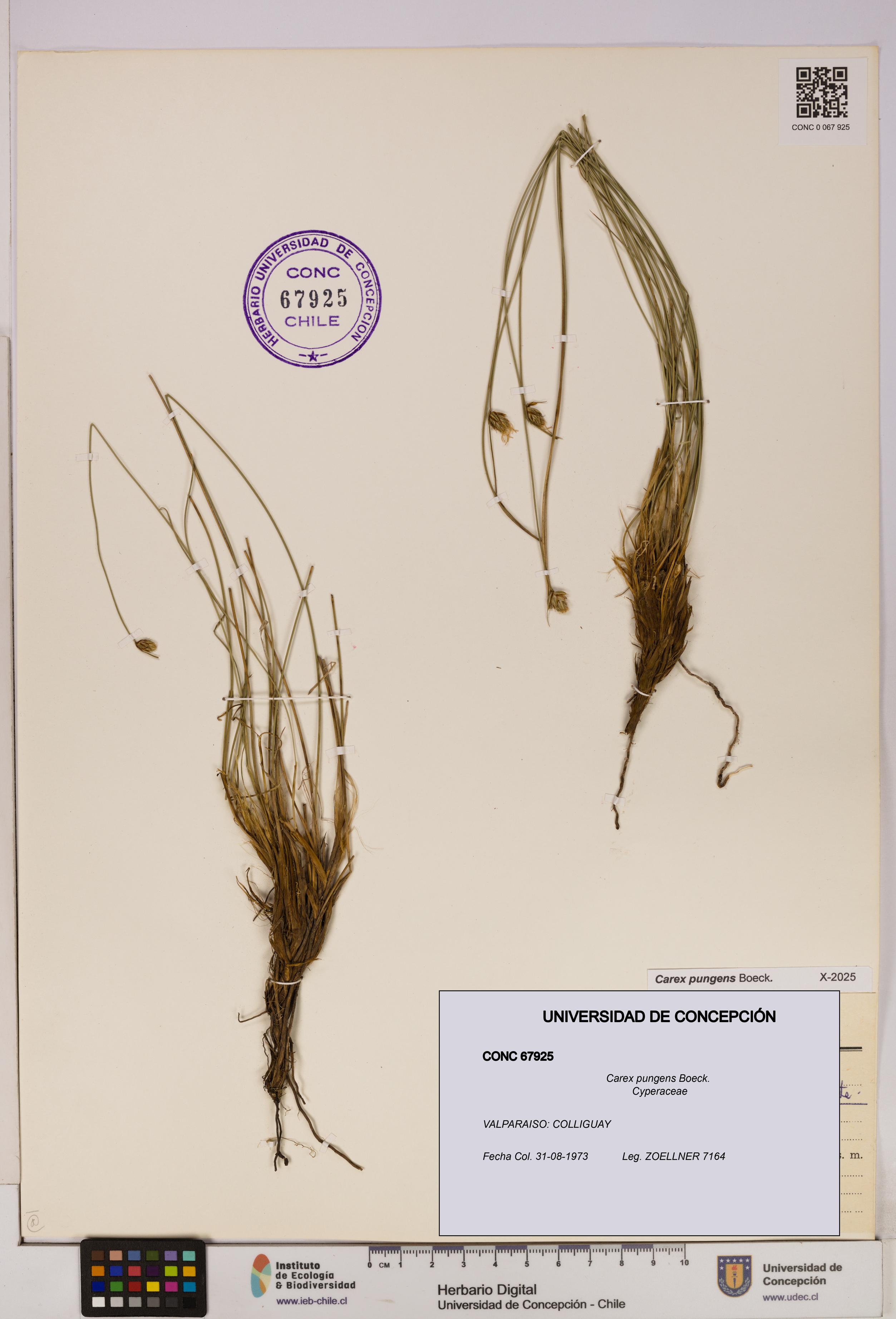 Carex pungens [Espécimen: UDEC:CONC:0067925]