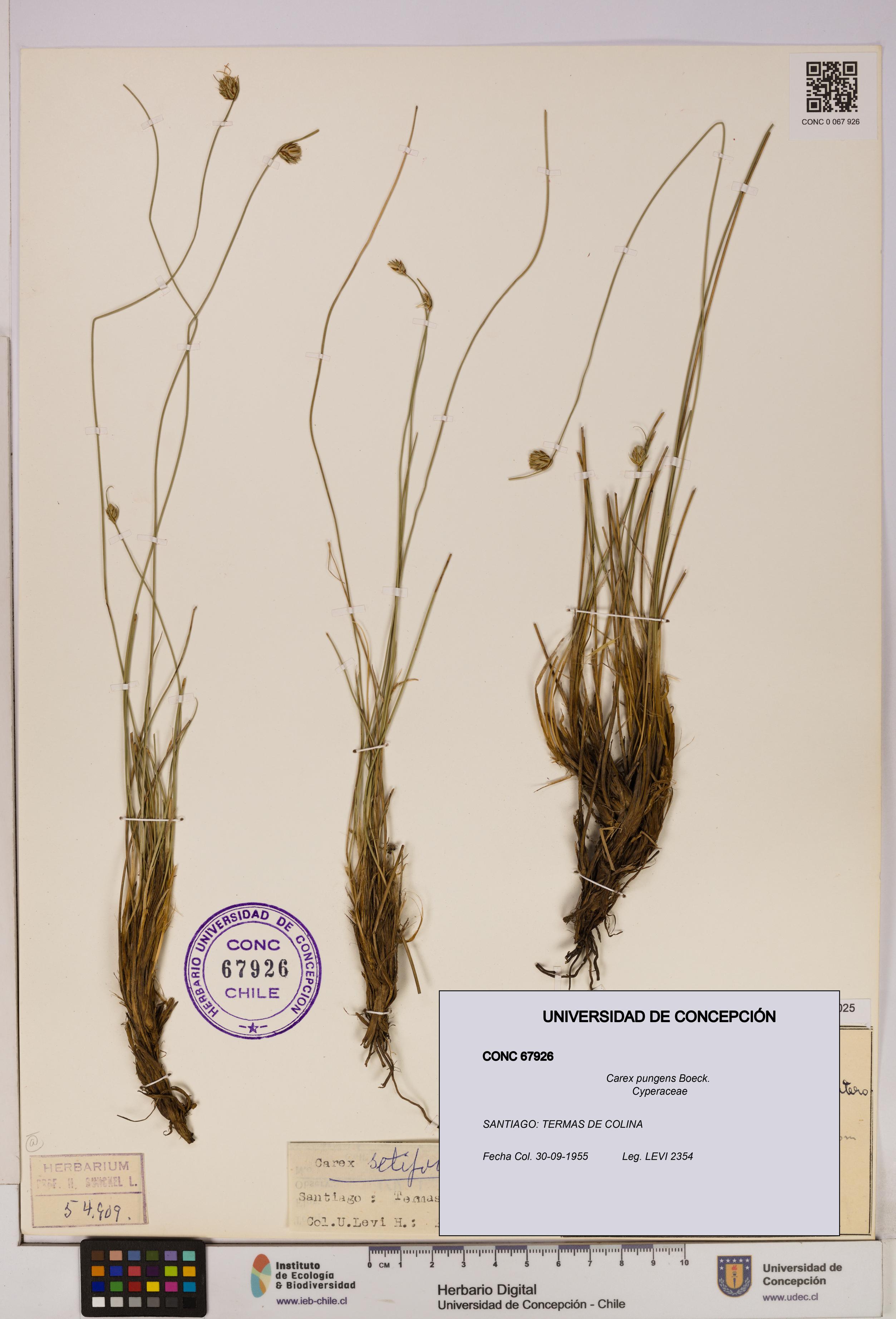 Carex pungens [Espécimen: UDEC:CONC:0067926]