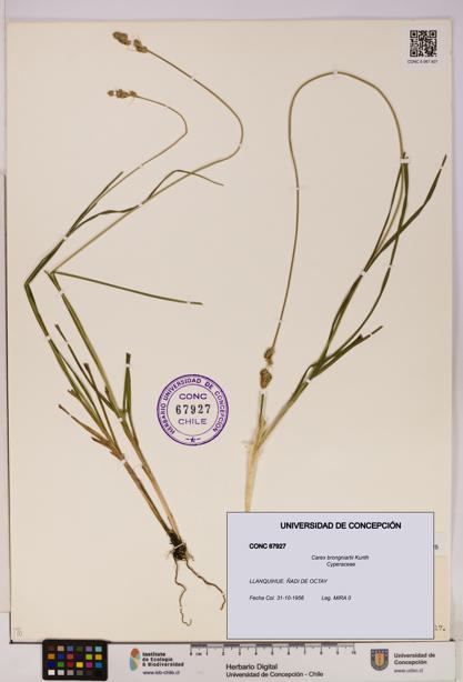 Carex brongniartii [Espécimen: UDEC:CONC:0067927]