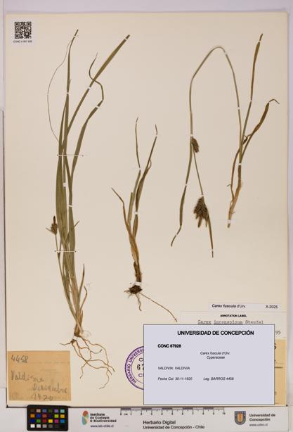 Carex fuscula [Espécimen: UDEC:CONC:0067928]