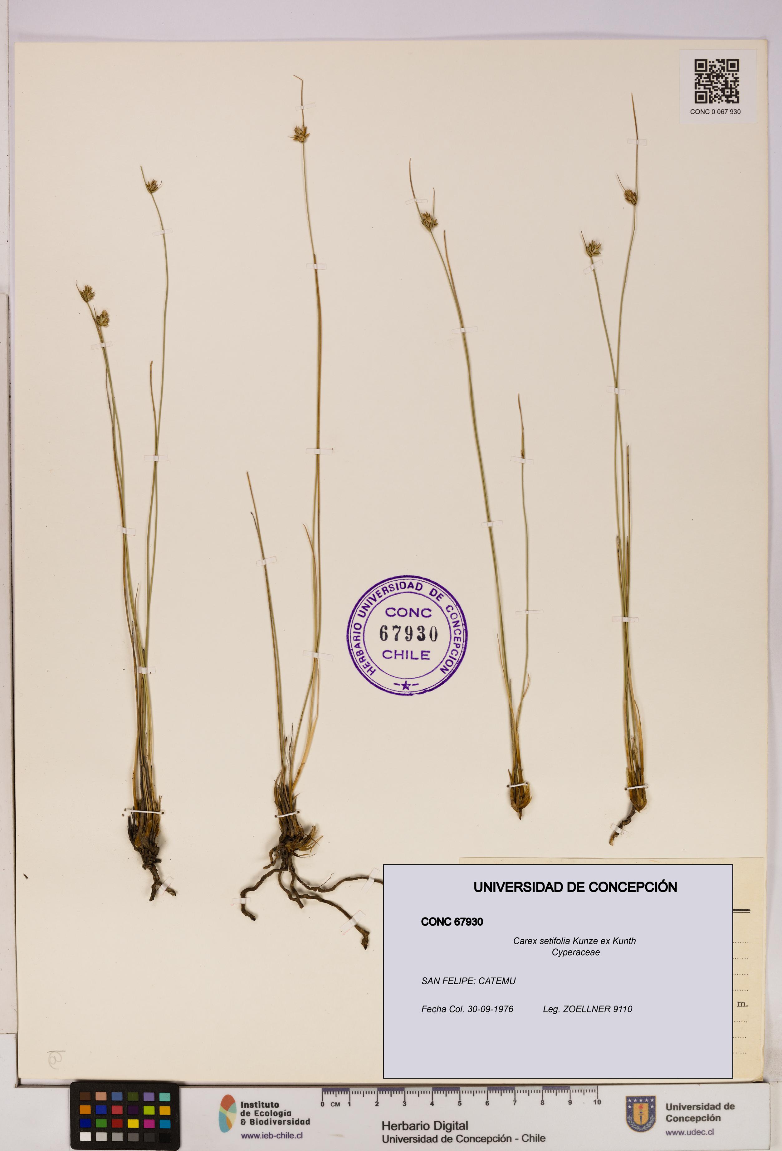 Carex setifolia [Espécimen: UDEC:CONC:0067930]