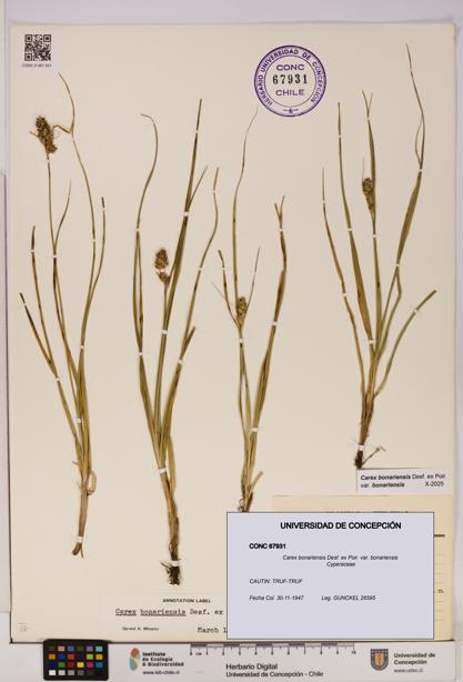Carex bonariensis var. bonariensis [Espécimen: UDEC:CONC:0067931]