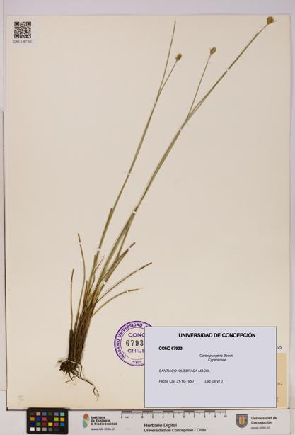 Carex pungens [Espécimen: UDEC:CONC:0067933]