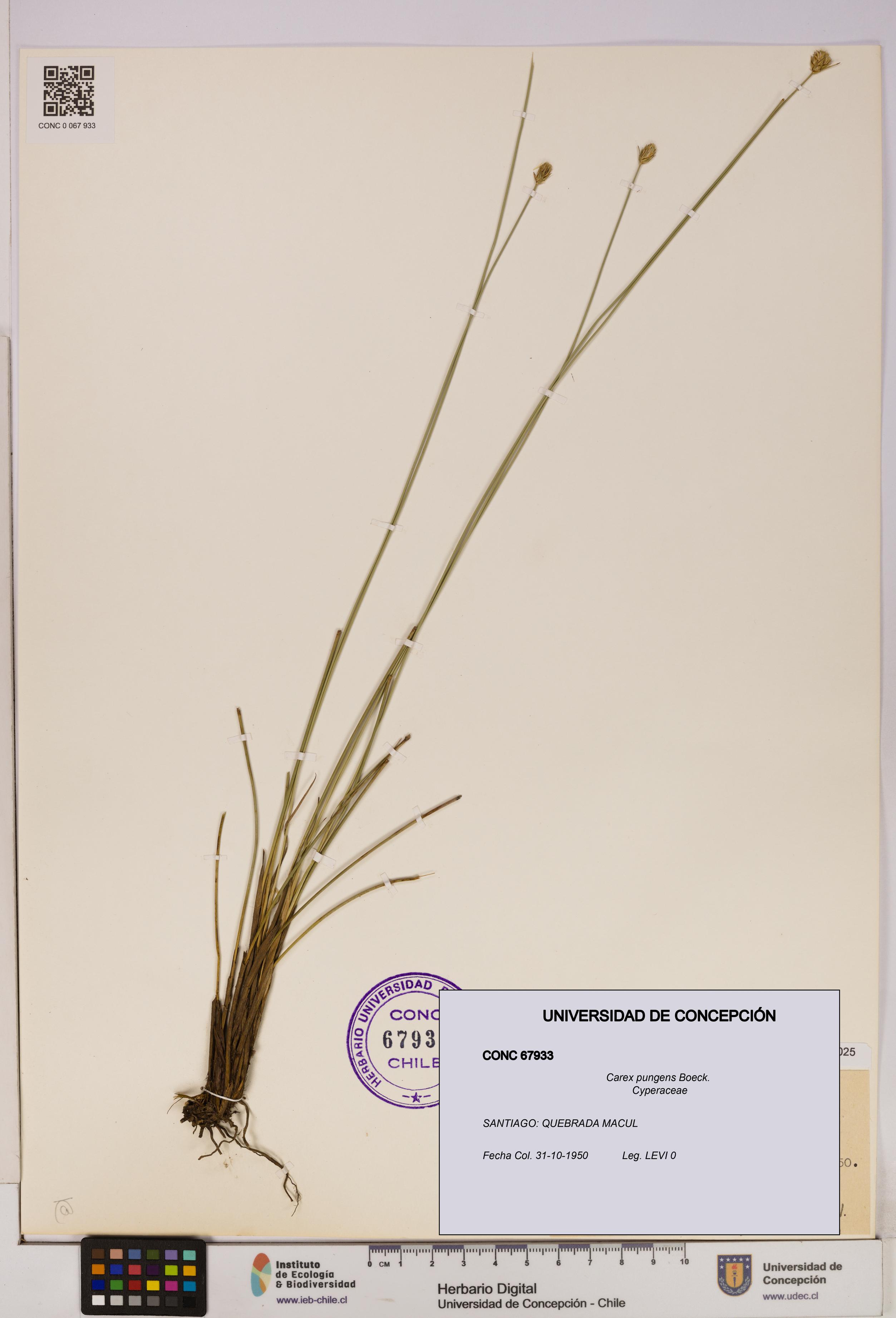 Carex pungens [Espécimen: UDEC:CONC:0067933]