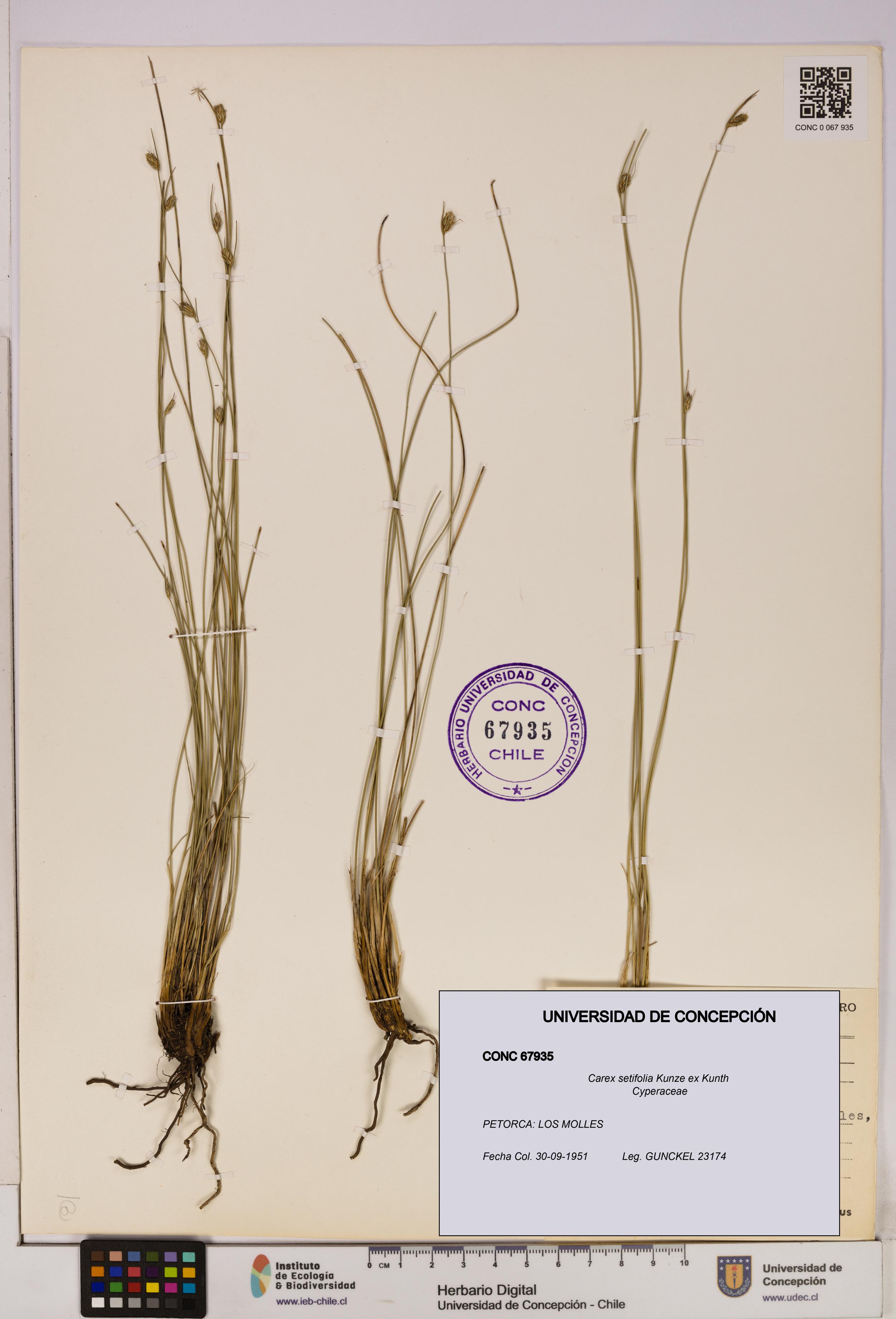 Carex setifolia [Espécimen: UDEC:CONC:0067935]