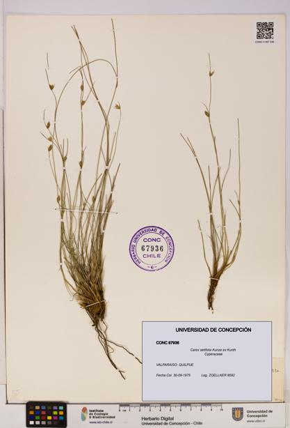 Carex setifolia [Espécimen: UDEC:CONC:0067936]