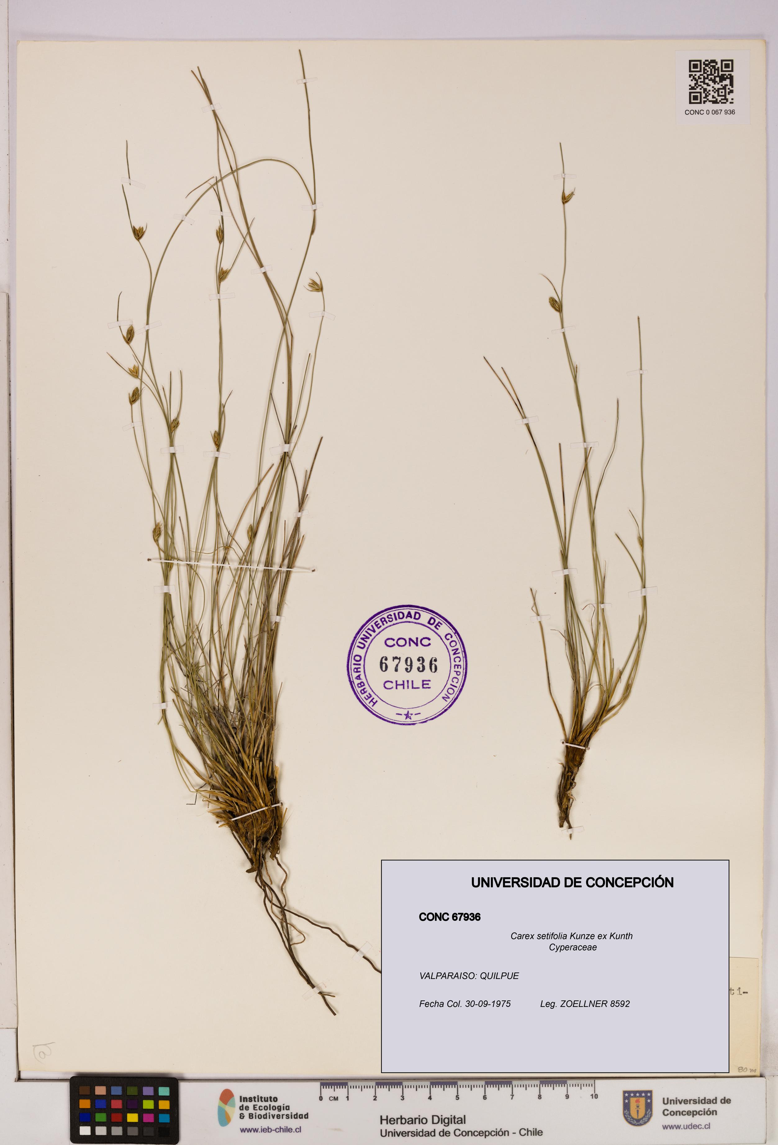 Carex setifolia [Espécimen: UDEC:CONC:0067936]