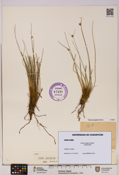 Carex pungens [Espécimen: UDEC:CONC:0067938]