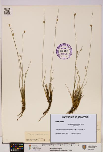 Carex setifolia [Espécimen: UDEC:CONC:0067939]