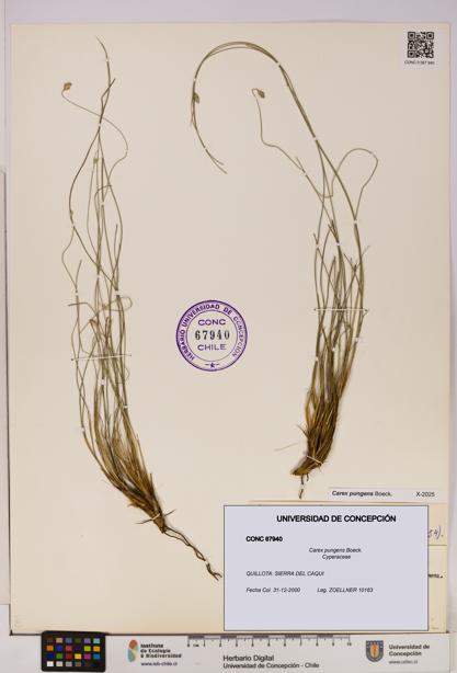 Carex pungens [Espécimen: UDEC:CONC:0067940]