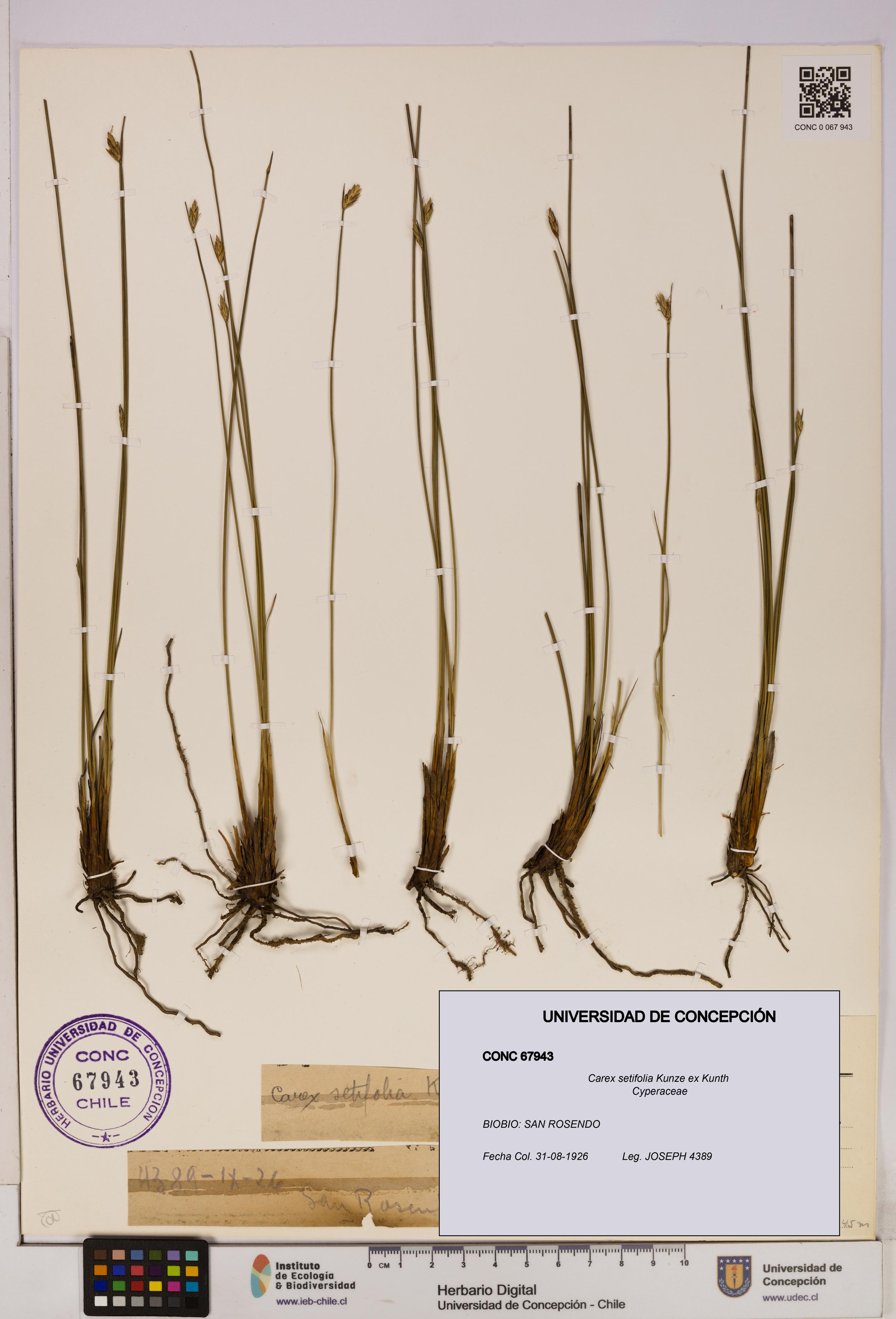 Carex setifolia [Espécimen: UDEC:CONC:0067943]