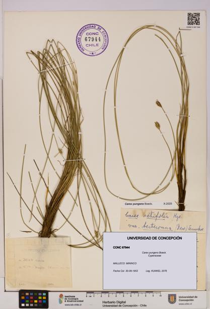 Carex pungens [Espécimen: UDEC:CONC:0067944]