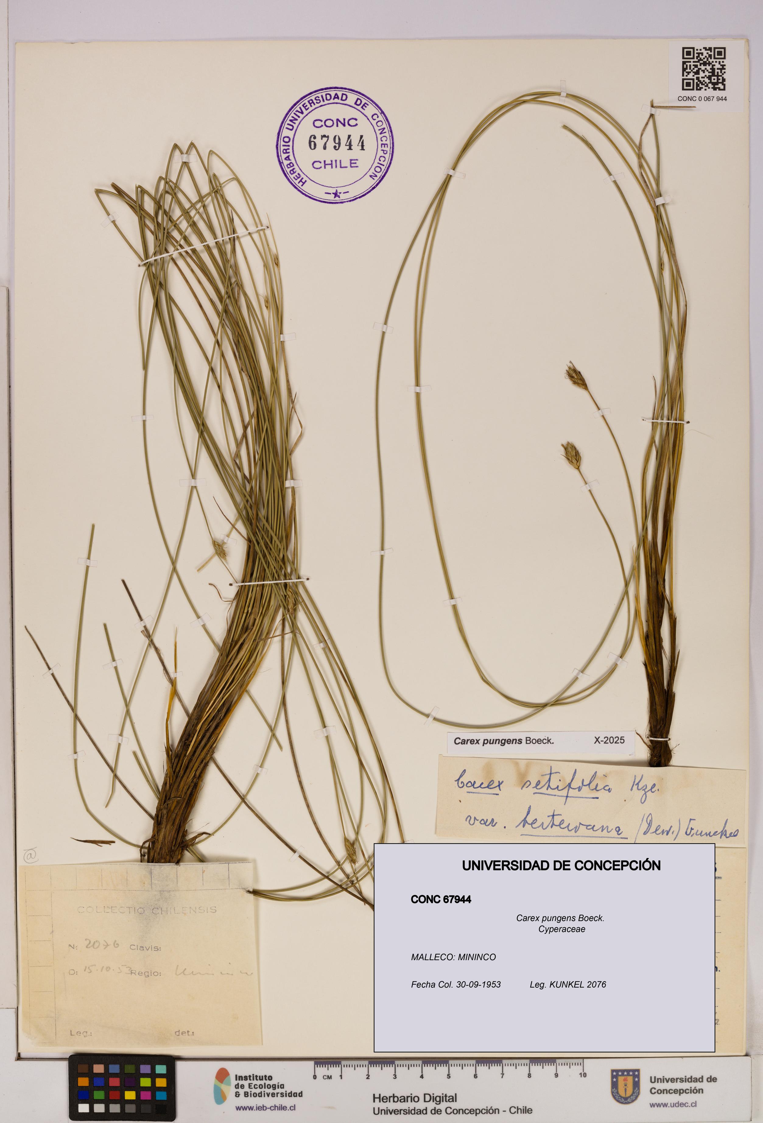 Carex pungens [Espécimen: UDEC:CONC:0067944]