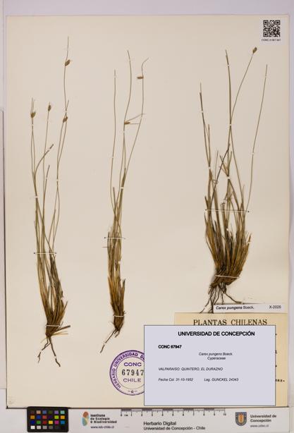 Carex pungens [Espécimen: UDEC:CONC:0067947]