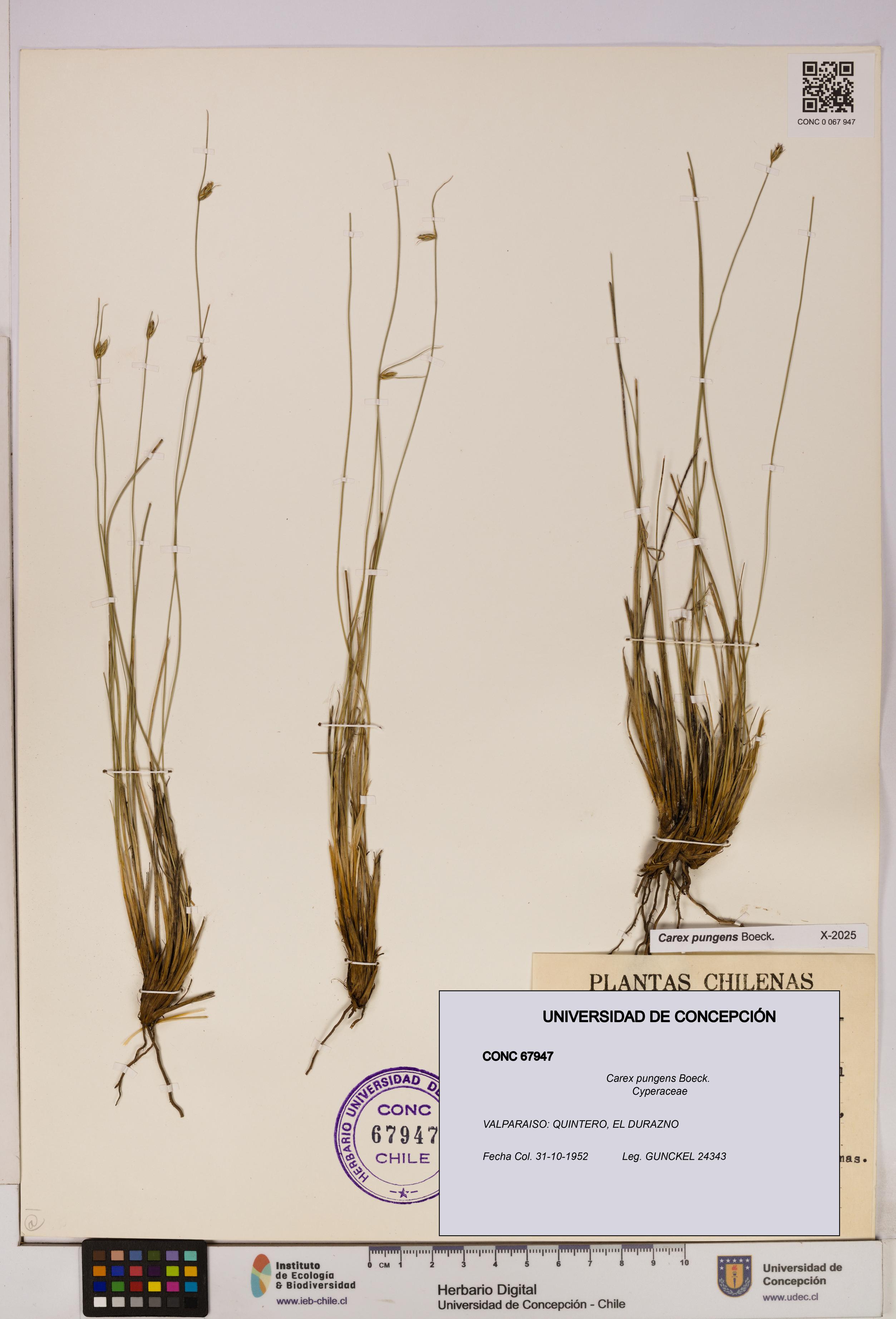 Carex pungens [Espécimen: UDEC:CONC:0067947]