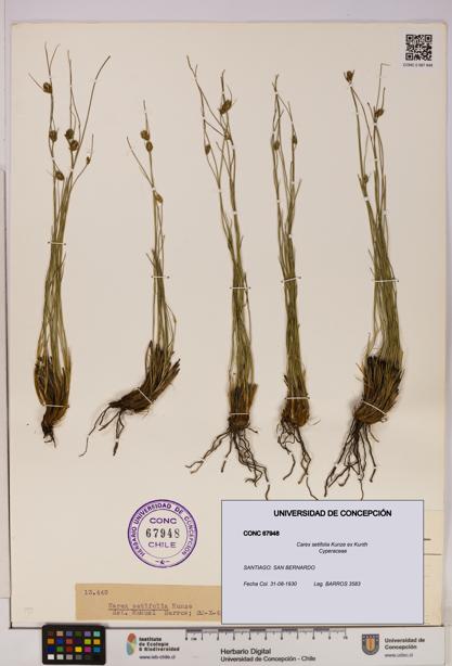 Carex setifolia [Espécimen: UDEC:CONC:0067948]