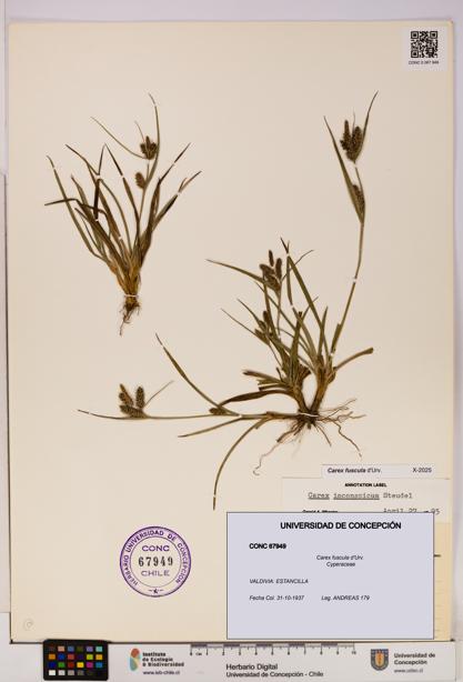 Carex fuscula [Espécimen: UDEC:CONC:0067949]