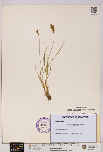 Carex bracteosa [Espécimen: UDEC:CONC:0067950]