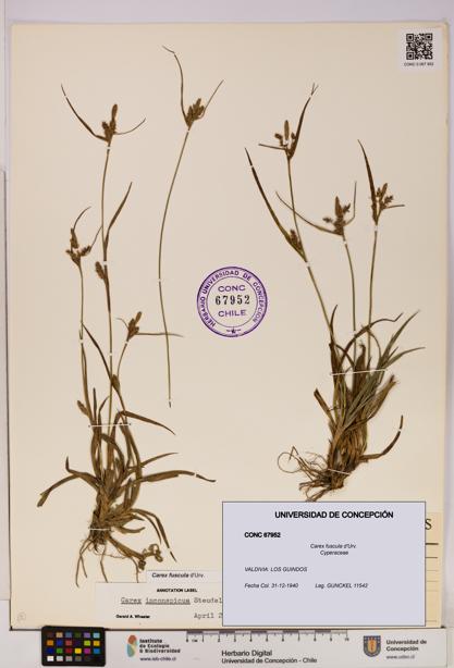 Carex fuscula [Espécimen: UDEC:CONC:0067952]