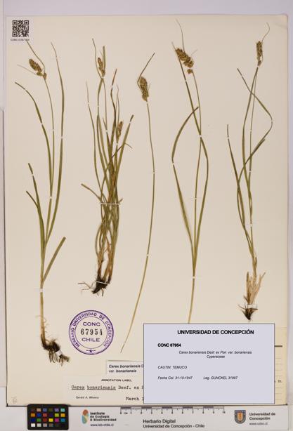 Carex bonariensis var. bonariensis [Espécimen: UDEC:CONC:0067954]