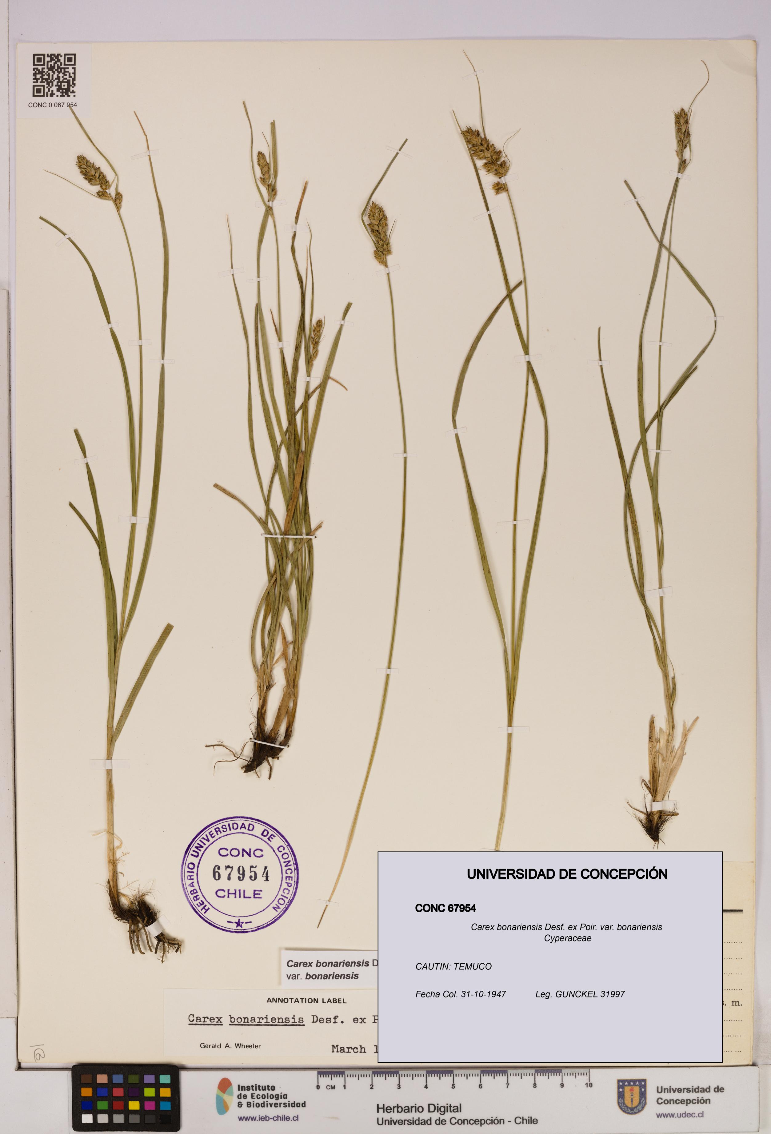 Carex bonariensis var. bonariensis [Espécimen: UDEC:CONC:0067954]