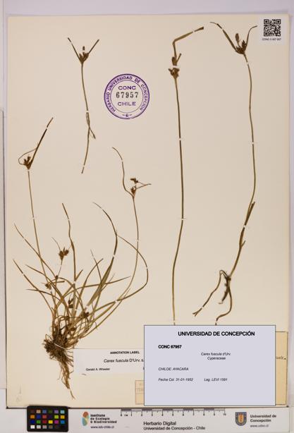 Carex fuscula [Espécimen: UDEC:CONC:0067957]