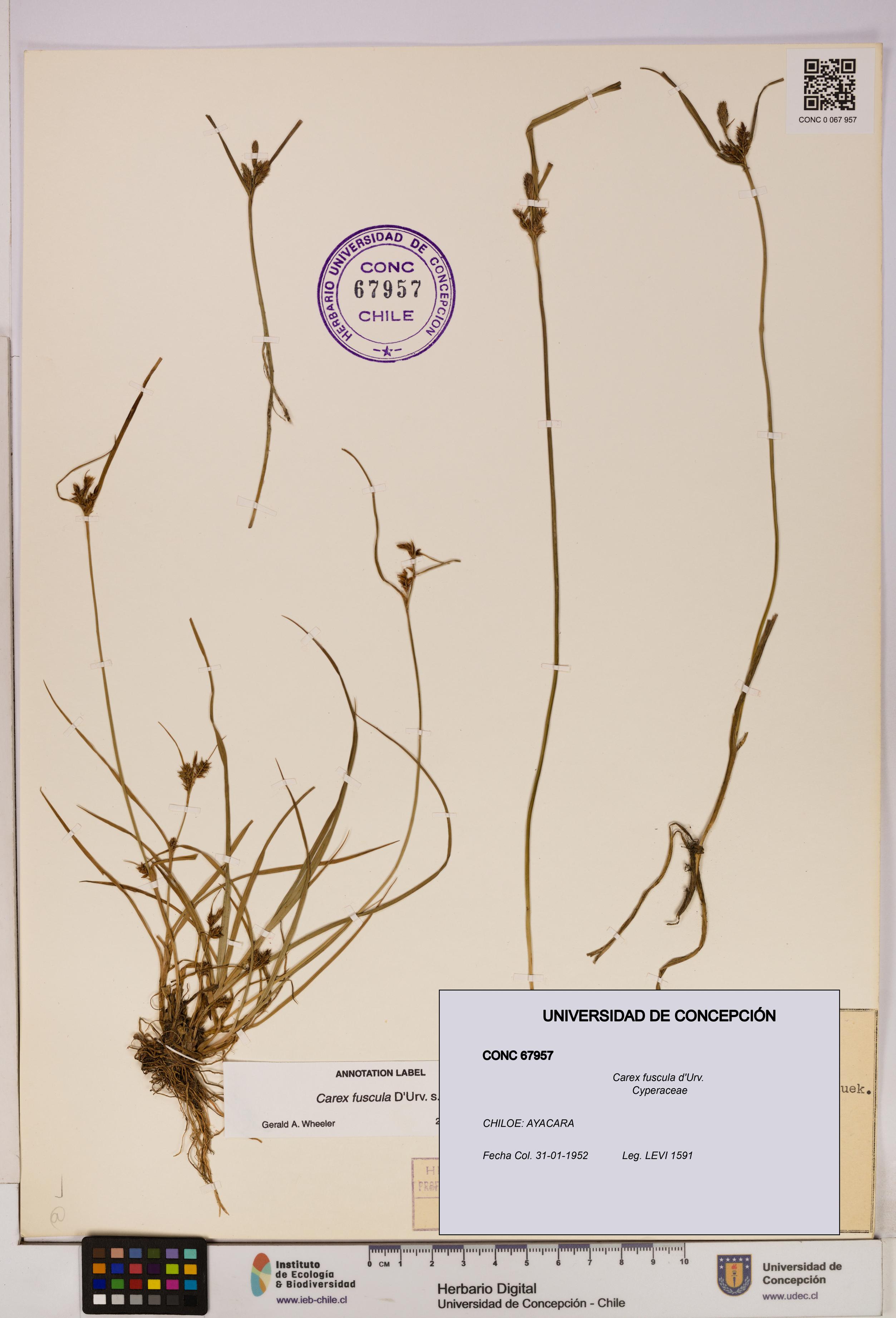 Carex fuscula [Espécimen: UDEC:CONC:0067957]