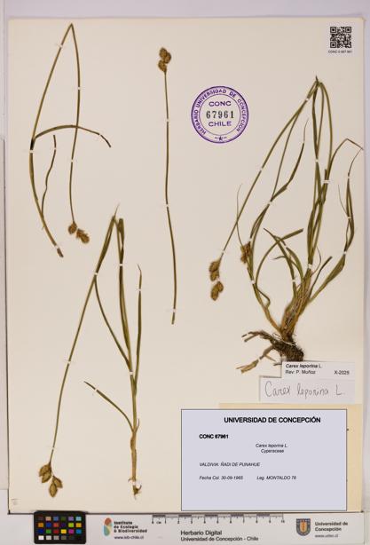 Carex leporina [Espécimen: UDEC:CONC:0067961]