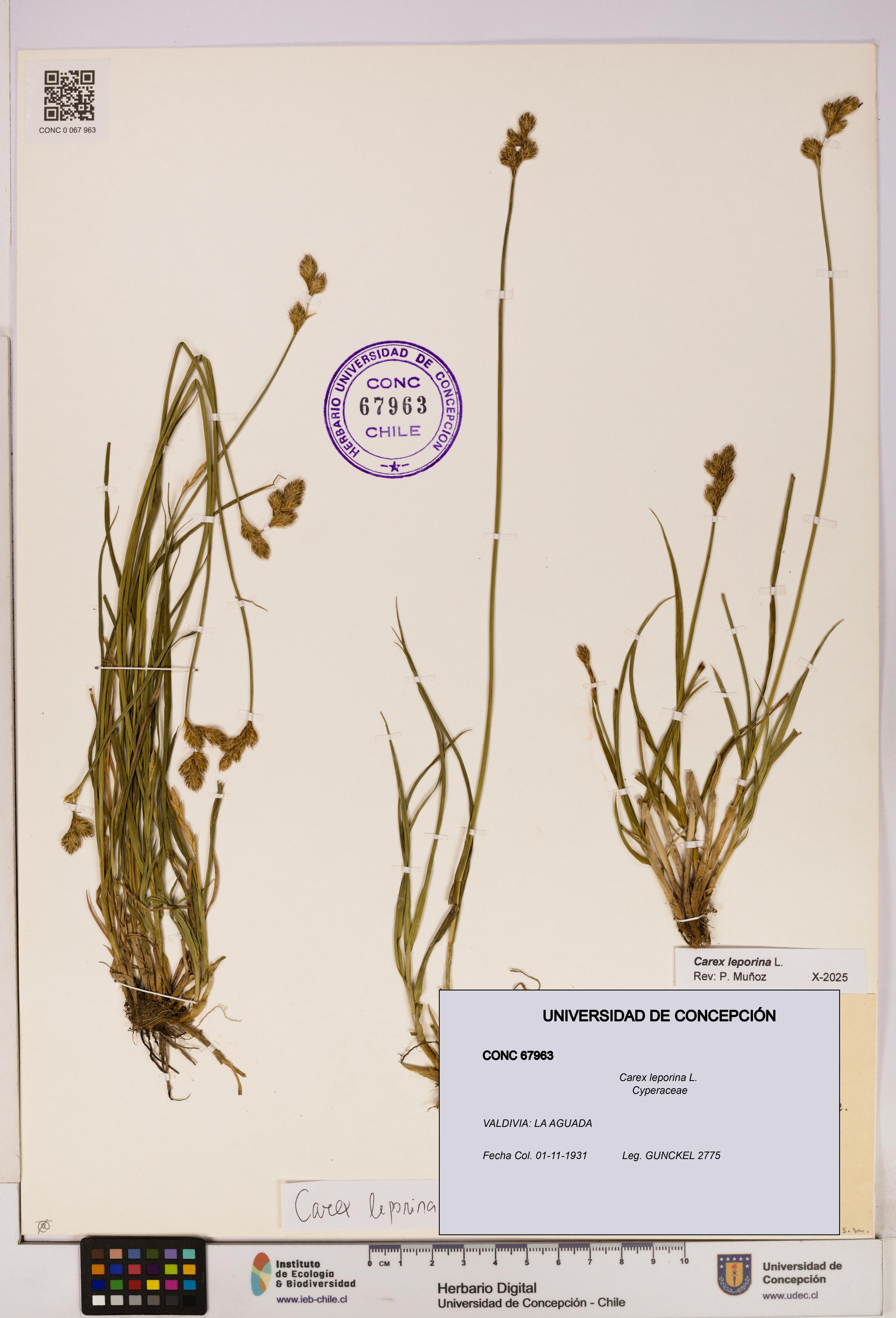 Carex leporina [Espécimen: UDEC:CONC:0067963]