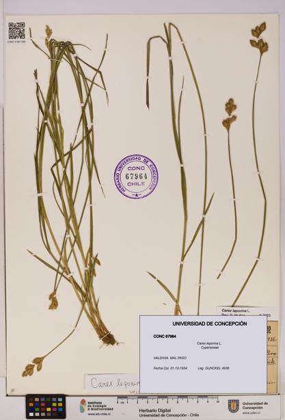 Carex leporina [Espécimen: UDEC:CONC:0067964]