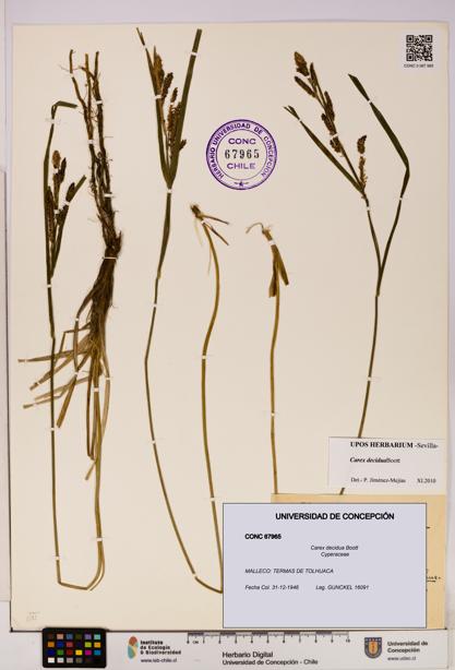 Carex decidua [Espécimen: UDEC:CONC:0067965]
