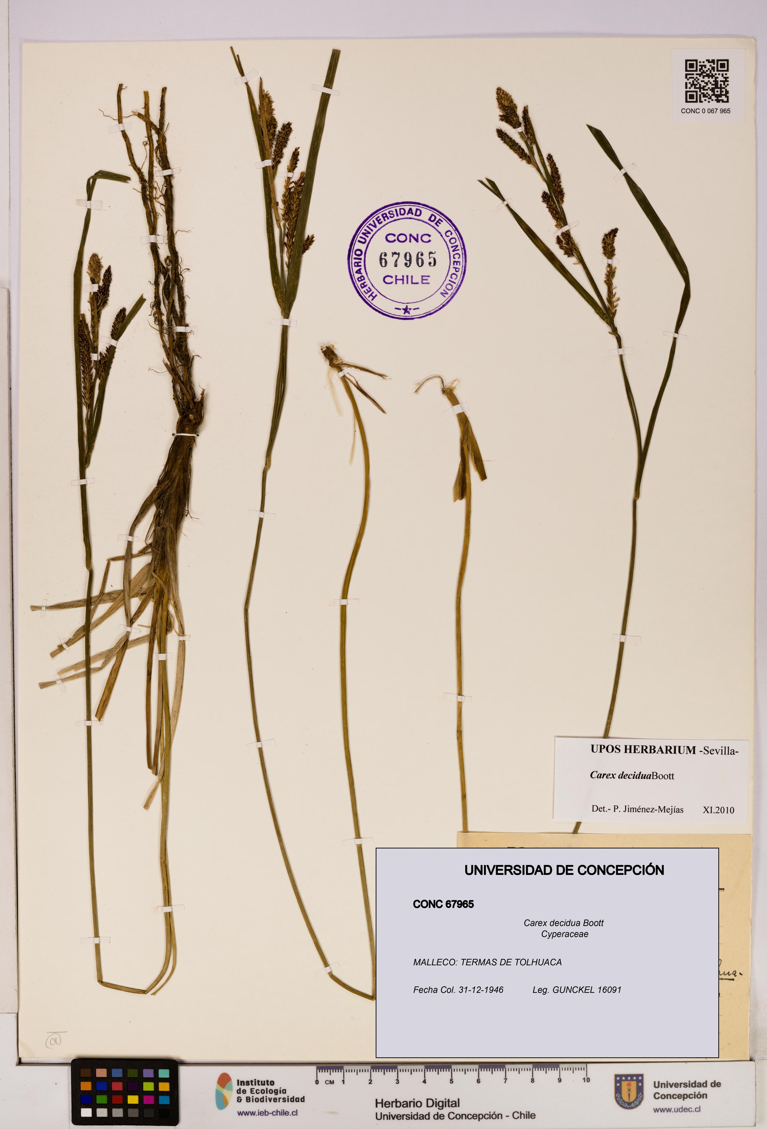 Carex decidua [Espécimen: UDEC:CONC:0067965]